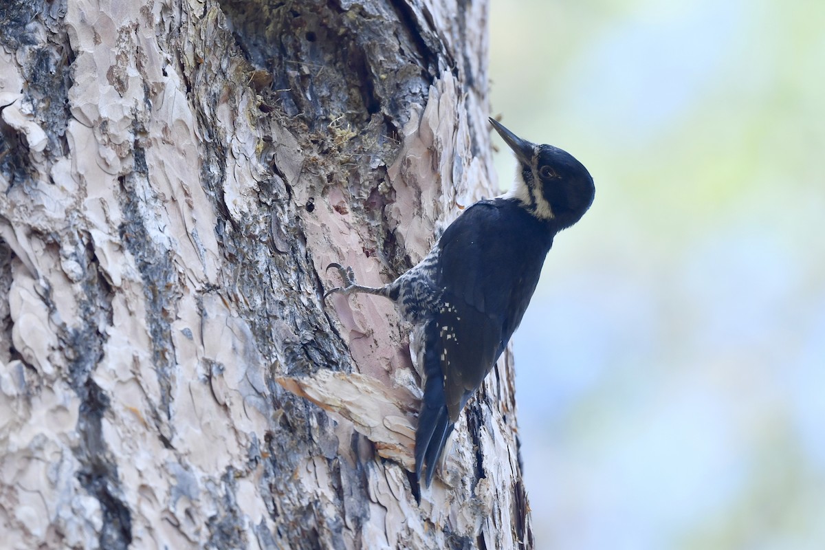 Black-backed Woodpecker - ML410166341