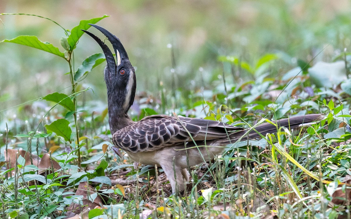 African Gray Hornbill - Jean-Louis  Carlo