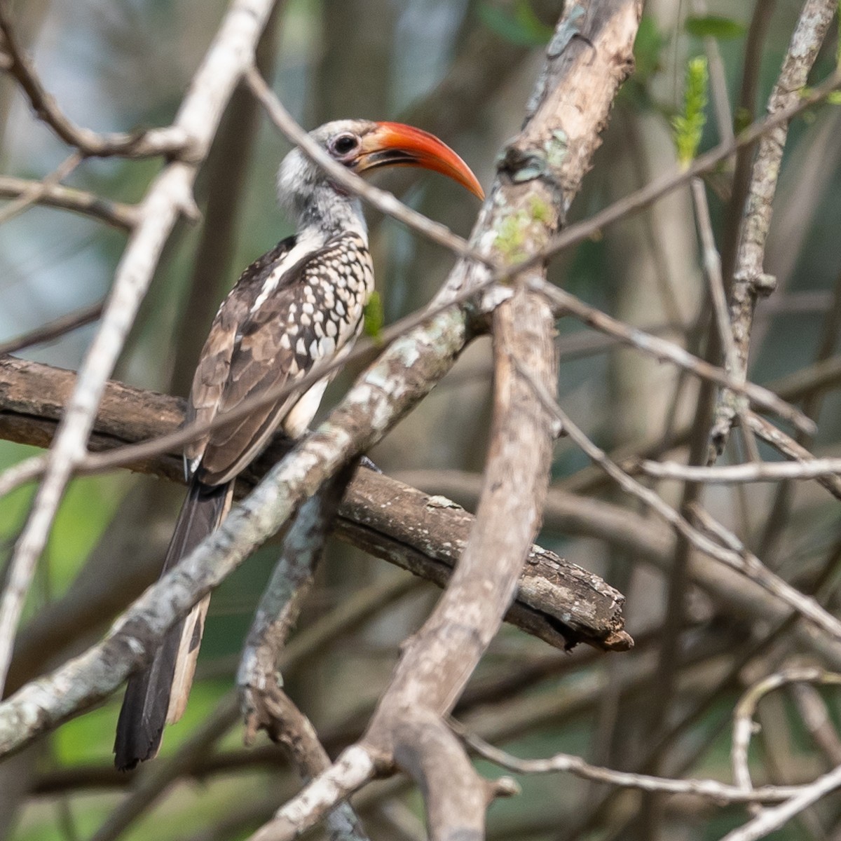 Northern Red-billed Hornbill - Jean-Louis  Carlo