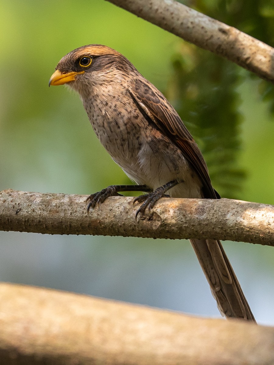 Yellow-billed Shrike - Jean-Louis  Carlo