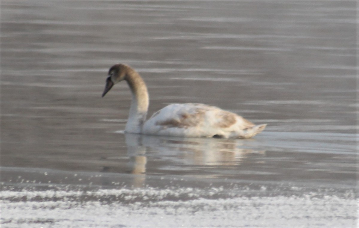 Mute Swan - Owen Stainken