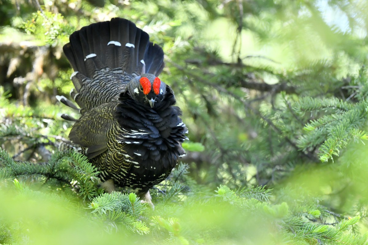 Spruce Grouse (Franklin's) - Jonathan Irons