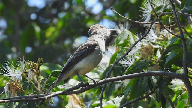 Short-crested Flycatcher - ML410169171