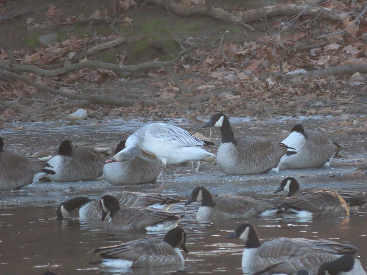 Snow Goose - ML410170241