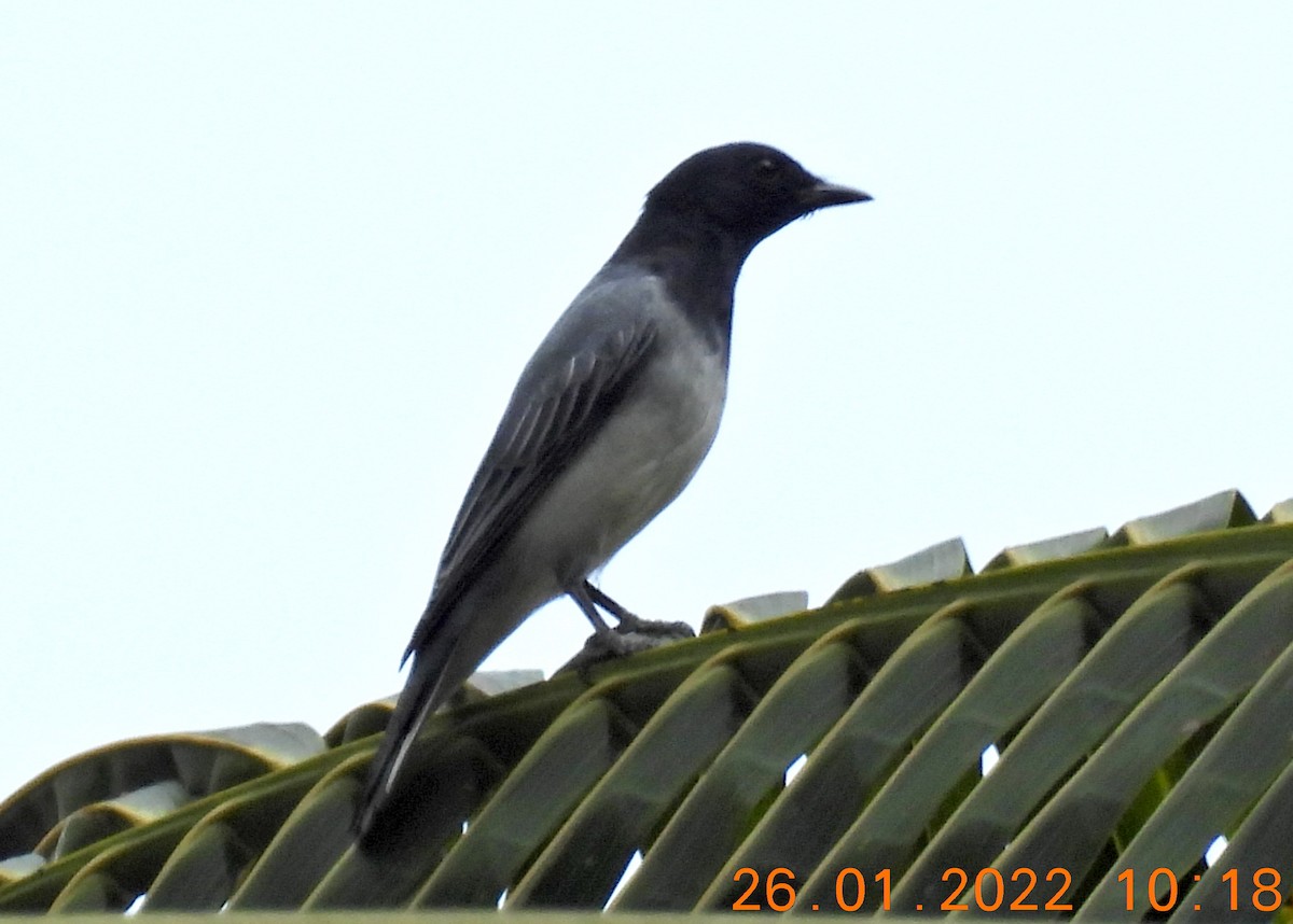 Black-headed Cuckooshrike - ML410172851