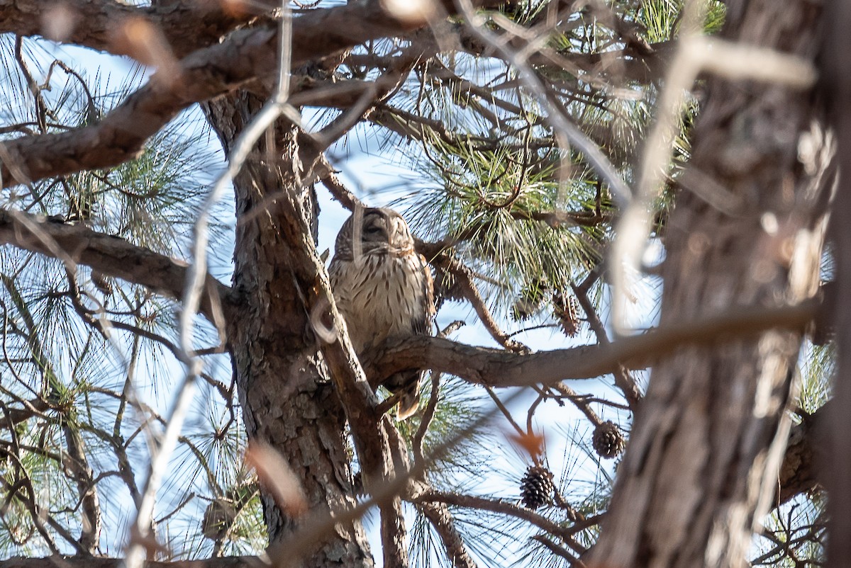 Barred Owl - ML410174461