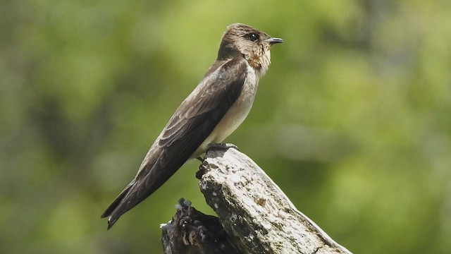 Hirondelle à gorge rousse - ML410176901