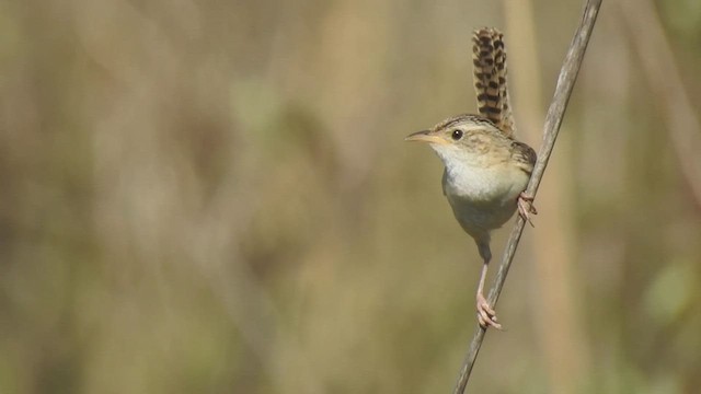 Grass Wren - ML410178241