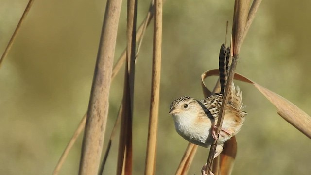 Grass Wren - ML410178291