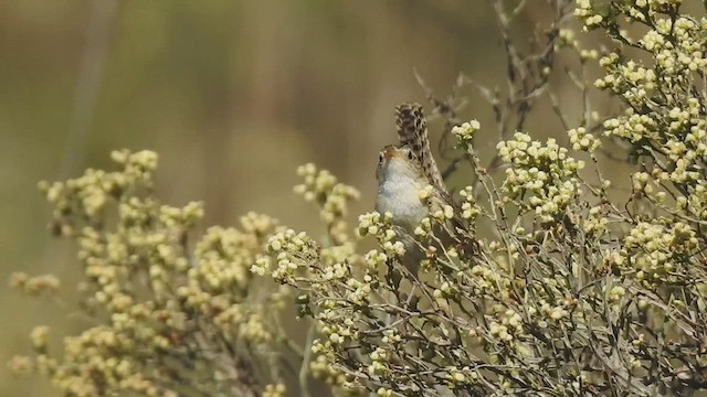 Grass Wren - ML410178421