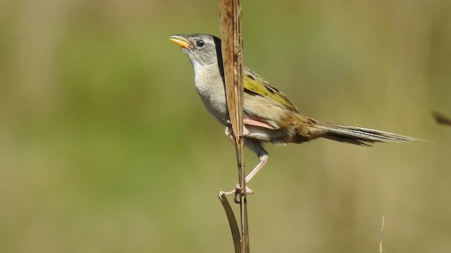 Lesser Grass-Finch - ML410178471