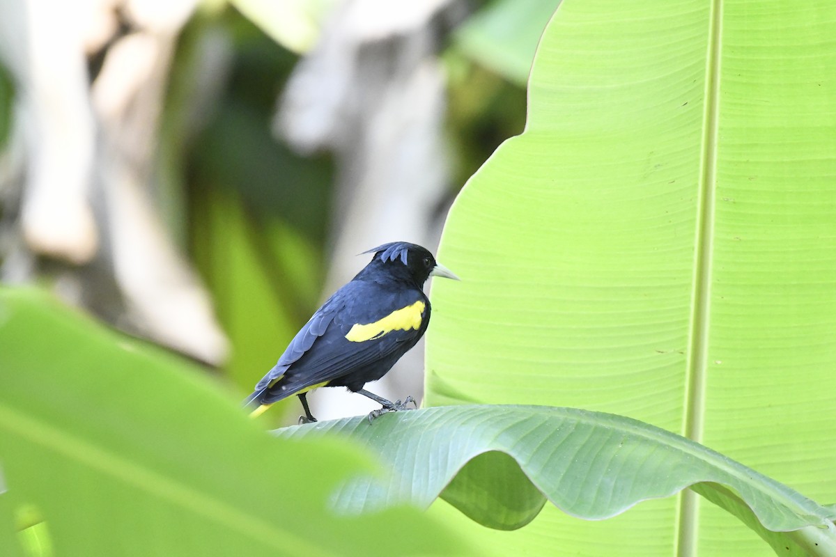 Yellow-winged Cacique - ML410179251