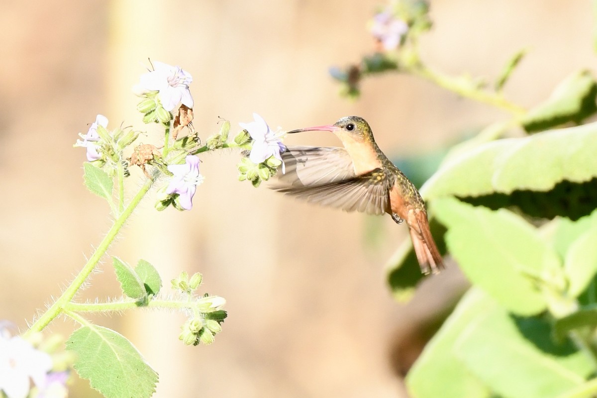 Cinnamon Hummingbird - ML410179681