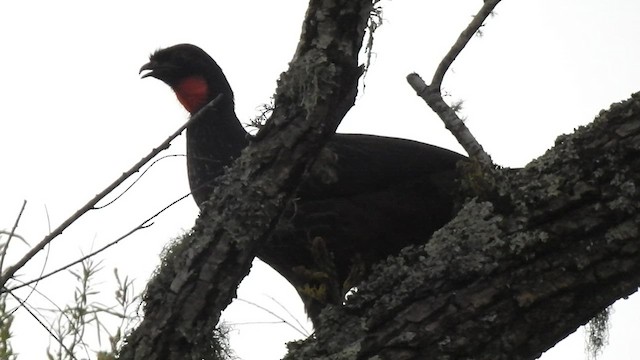 Dusky-legged Guan - ML410180281