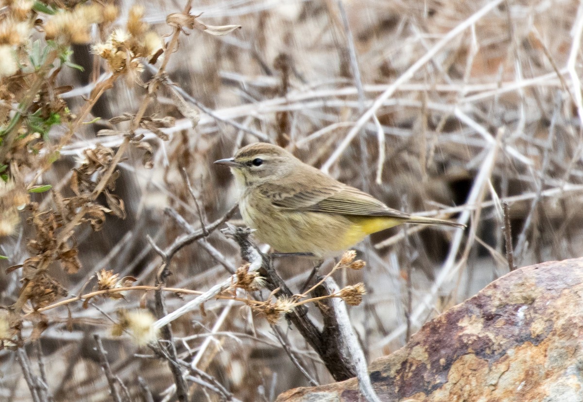 Palm Warbler - ML41018061