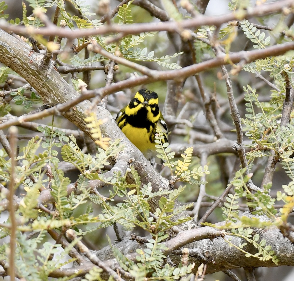 Townsend's Warbler - ML410181491