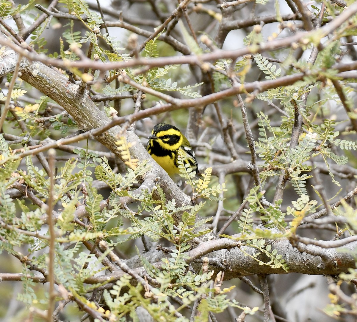 Townsend's Warbler - ML410181501