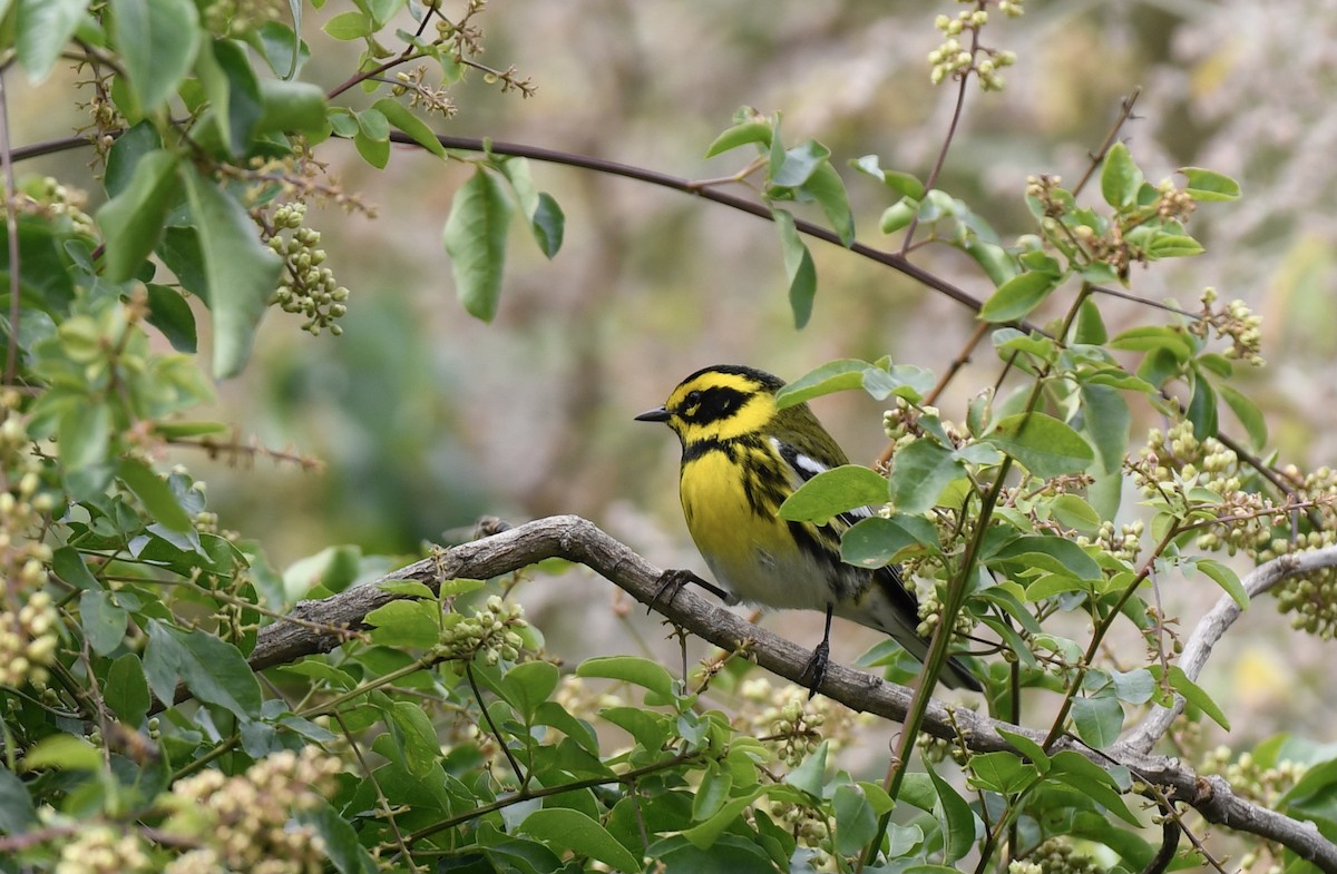 Townsend's Warbler - ML410181511