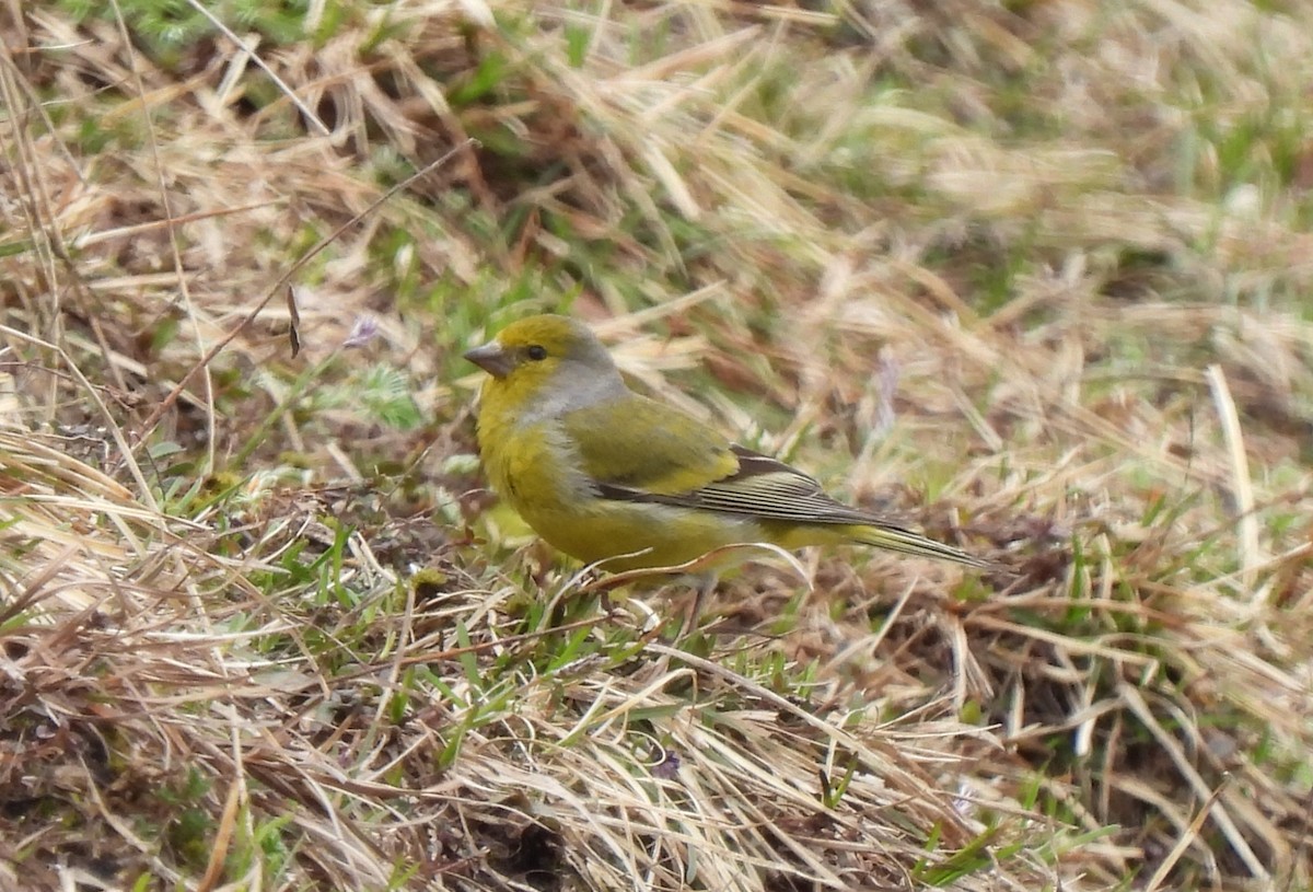 Citril Finch - ML410182601