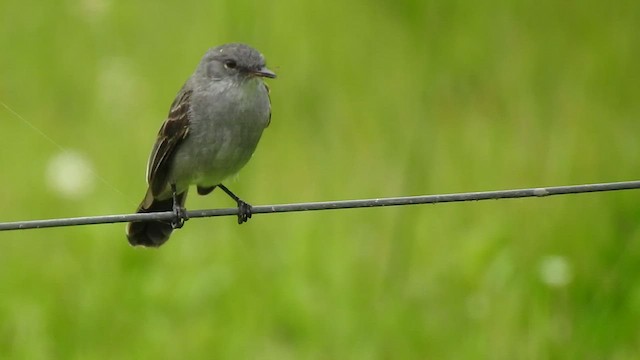 Sooty Tyrannulet - ML410183811