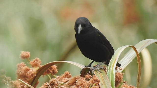 Yellow-winged Blackbird - ML410183821