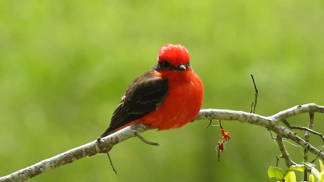 Vermilion Flycatcher (Austral) - ML410183981