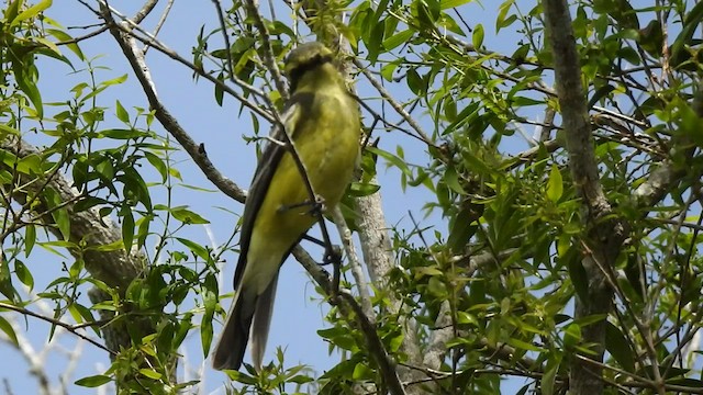 Yellow-browed Tyrant - ML410184051