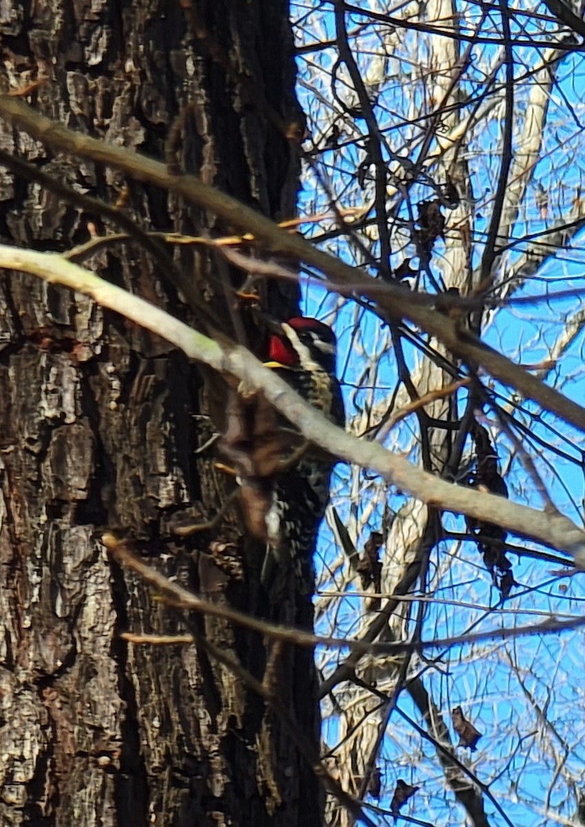 Yellow-bellied Sapsucker - ML410184101