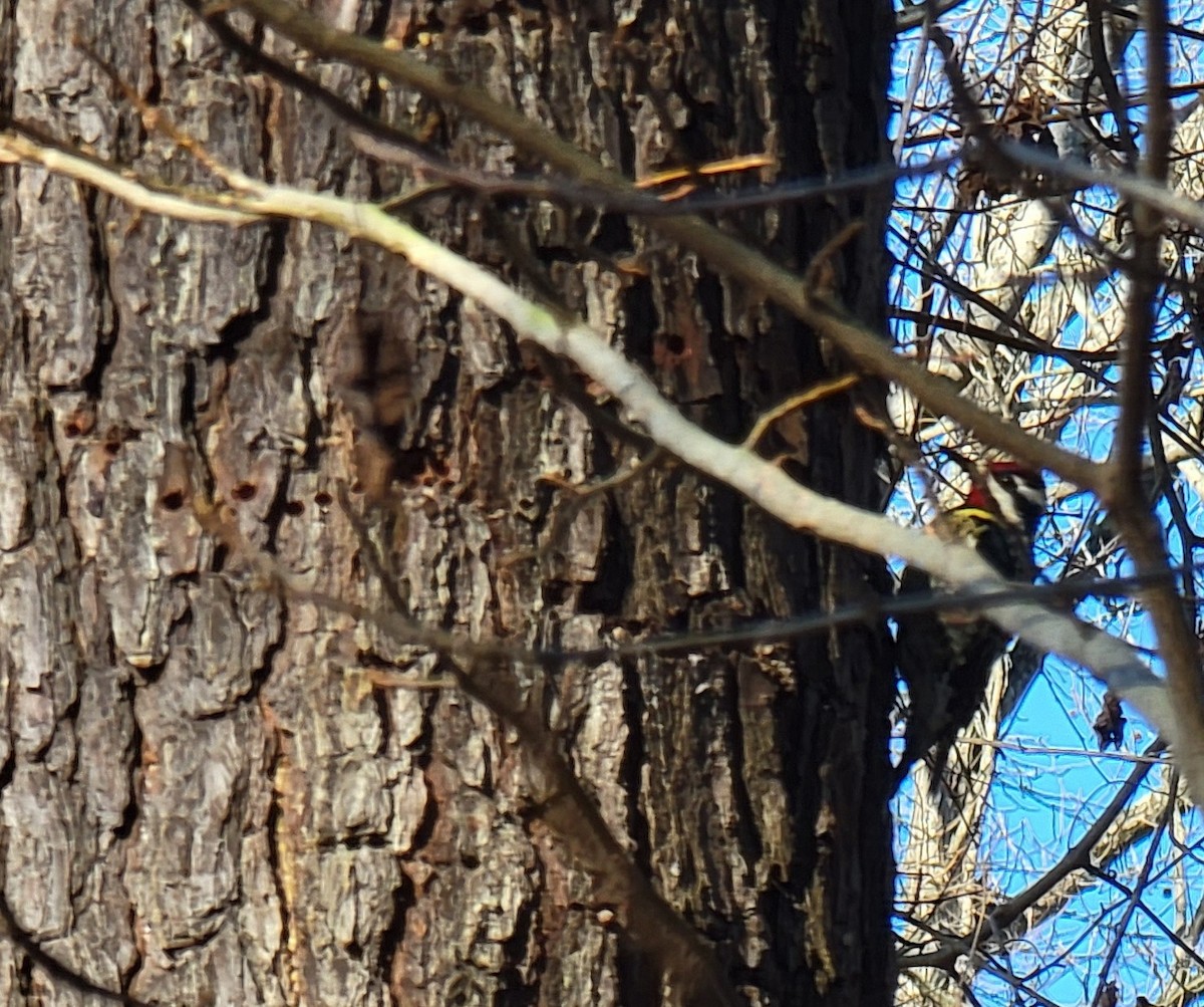 Yellow-bellied Sapsucker - ML410184111