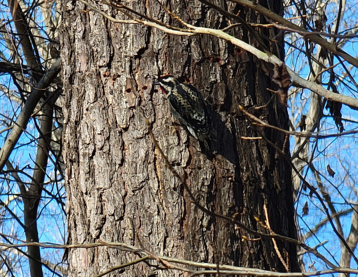 Yellow-bellied Sapsucker - ML410184121