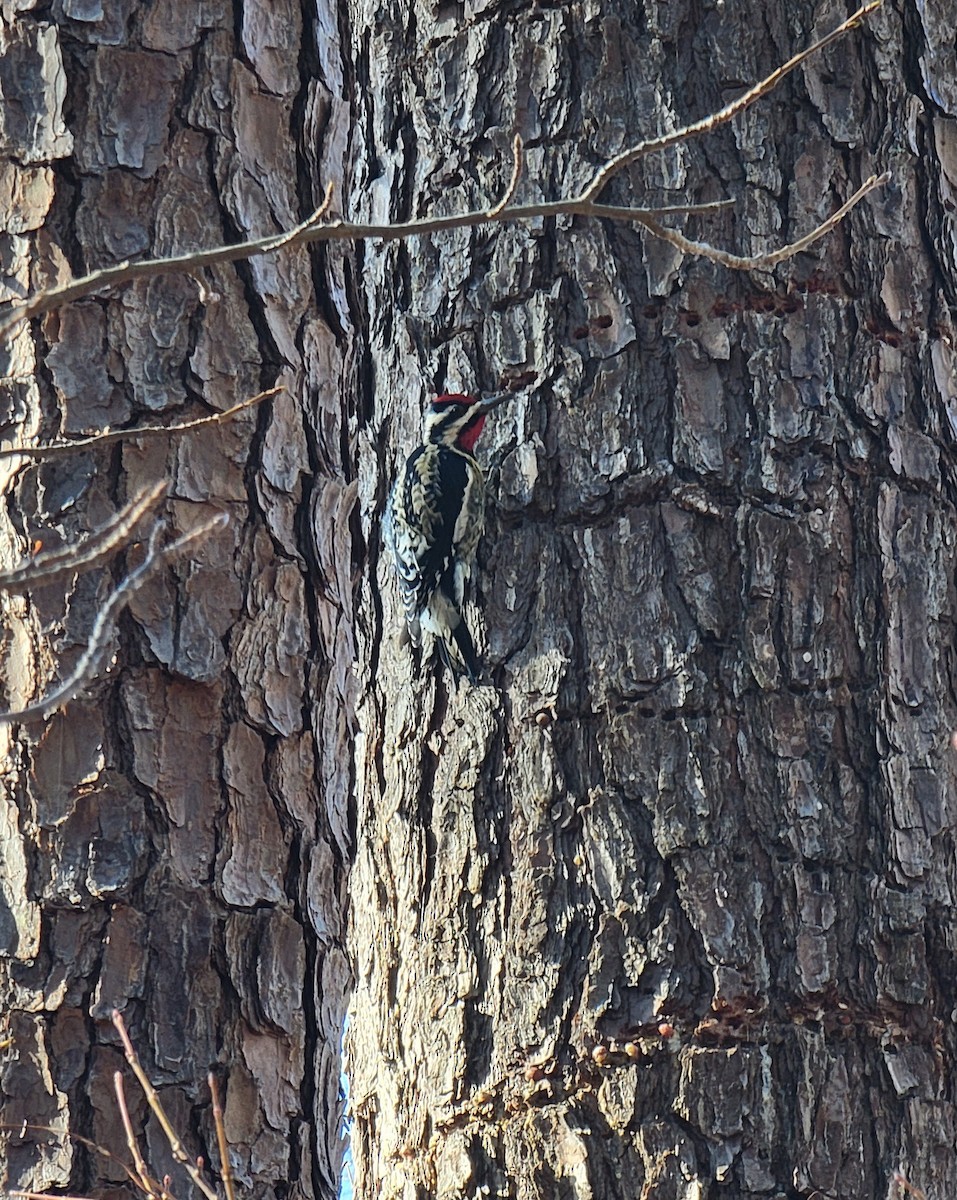 Yellow-bellied Sapsucker - ML410184151