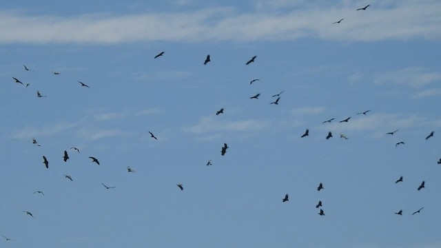 Southern Screamer - ML410185171