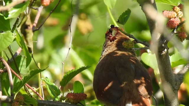 オオアレチカマドドリ - ML410185371