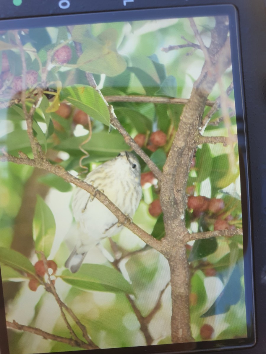 Cape May Warbler - ML410185981