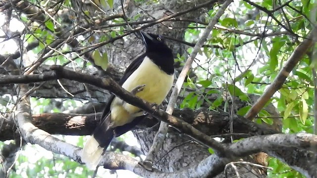 plysjskrike - ML410186011