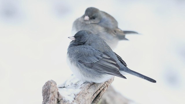 Dark-eyed Junco (Slate-colored) - ML410186291