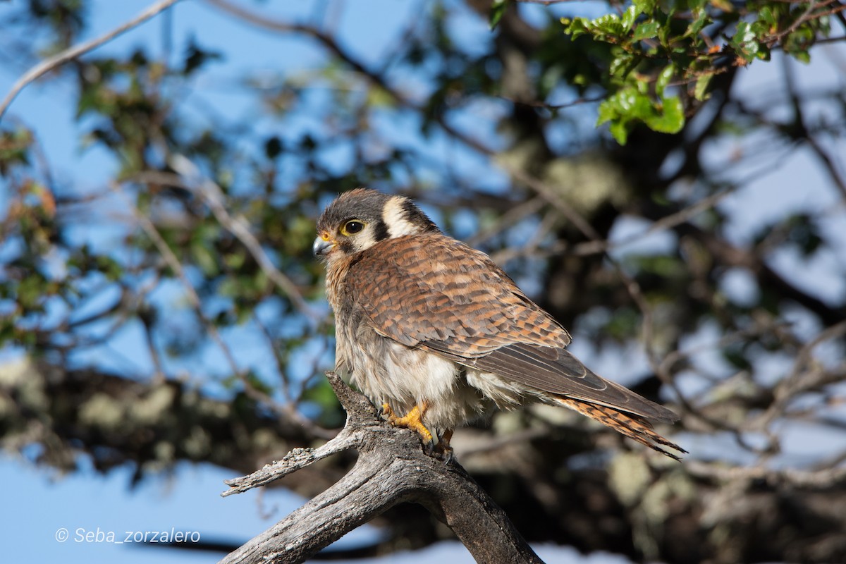 American Kestrel - Sebastián Acevedo