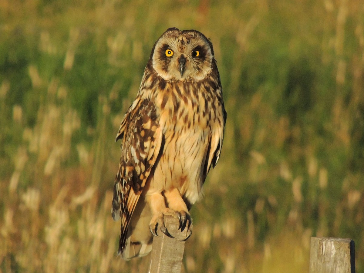 Short-eared Owl - Simón Pla García