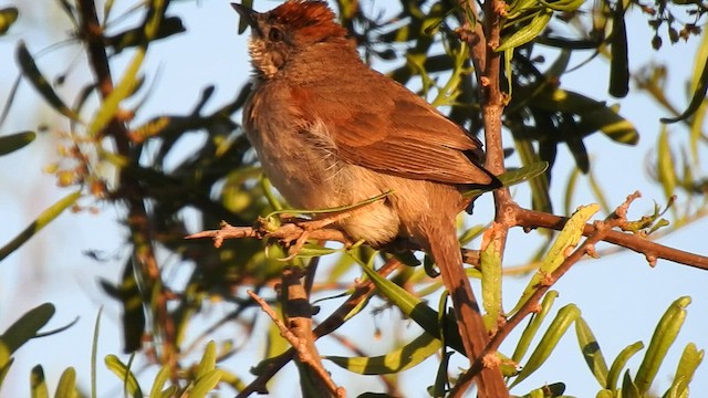 Pale-breasted Spinetail - ML410187221