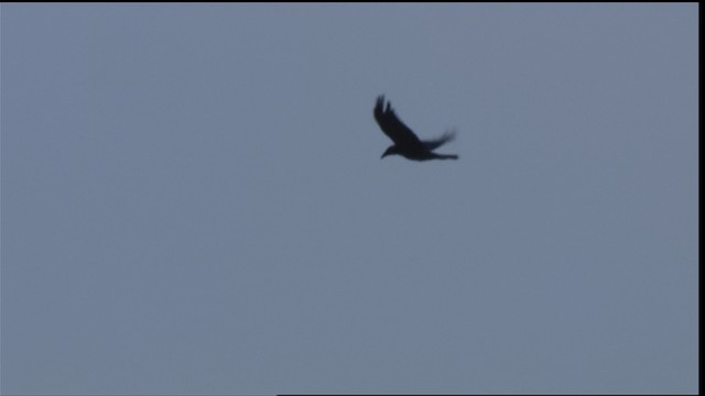 Chihuahuan Raven - ML410188