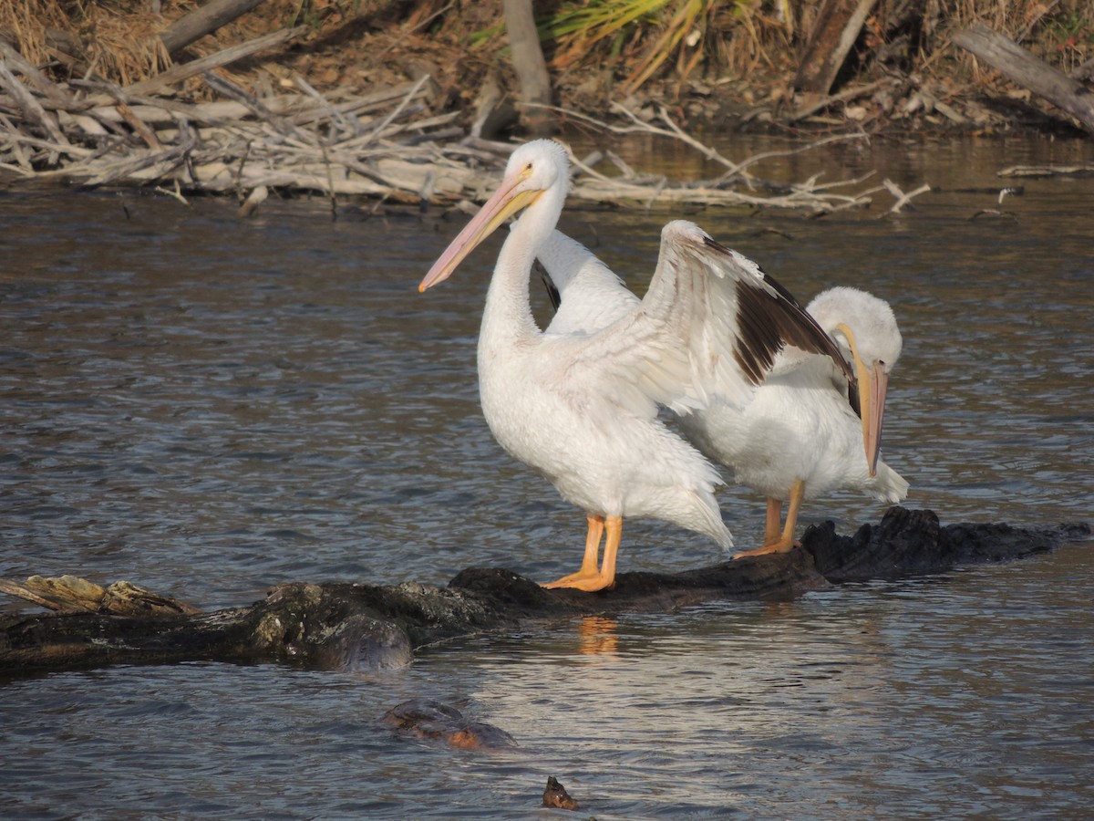 American White Pelican - ML41018821