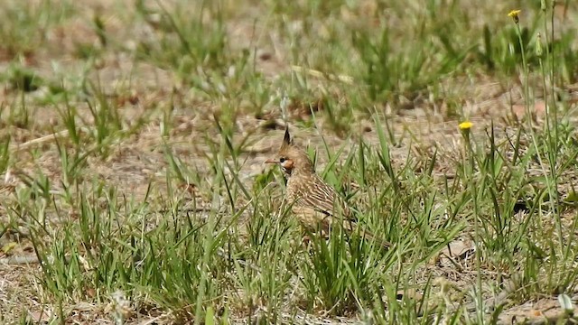 Lark-like Brushrunner - ML410188431