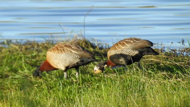 White-faced Whistling-Duck - ML410189491