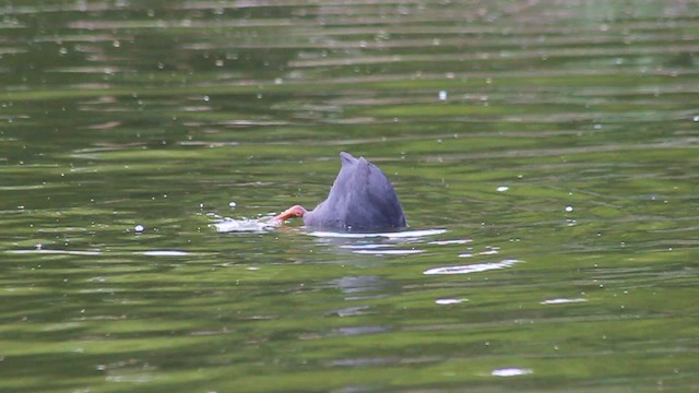 Red-gartered Coot - ML410190171