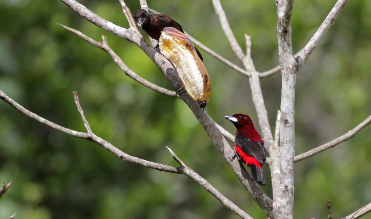 Crimson-backed Tanager - Ian Davies