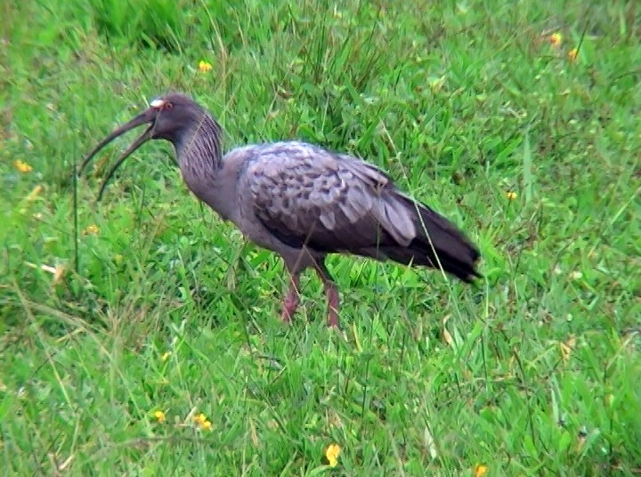 ibis běločelý - ML410191071