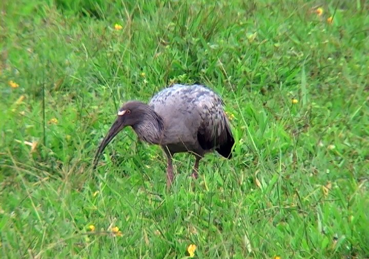 ibis běločelý - ML410191081