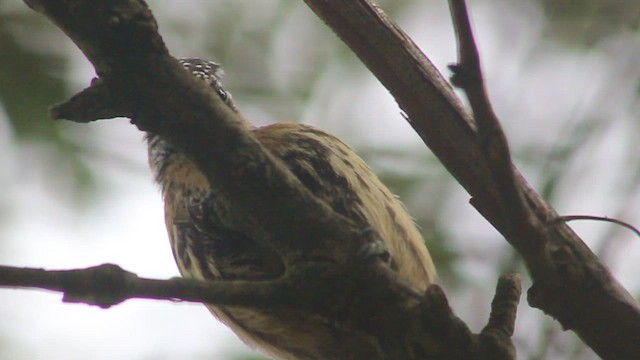 Mottled Piculet - ML410191191