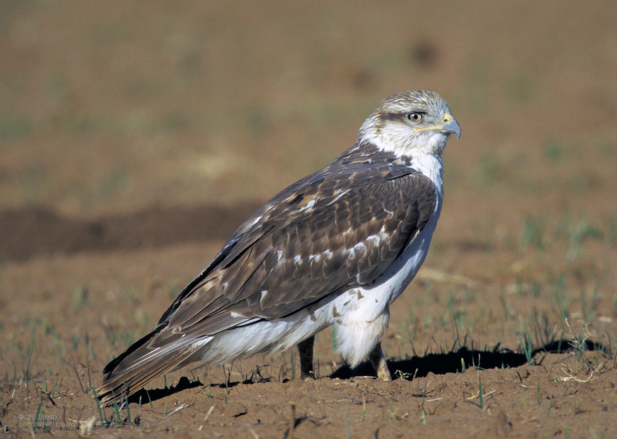 Buse rouilleuse - ML410191521