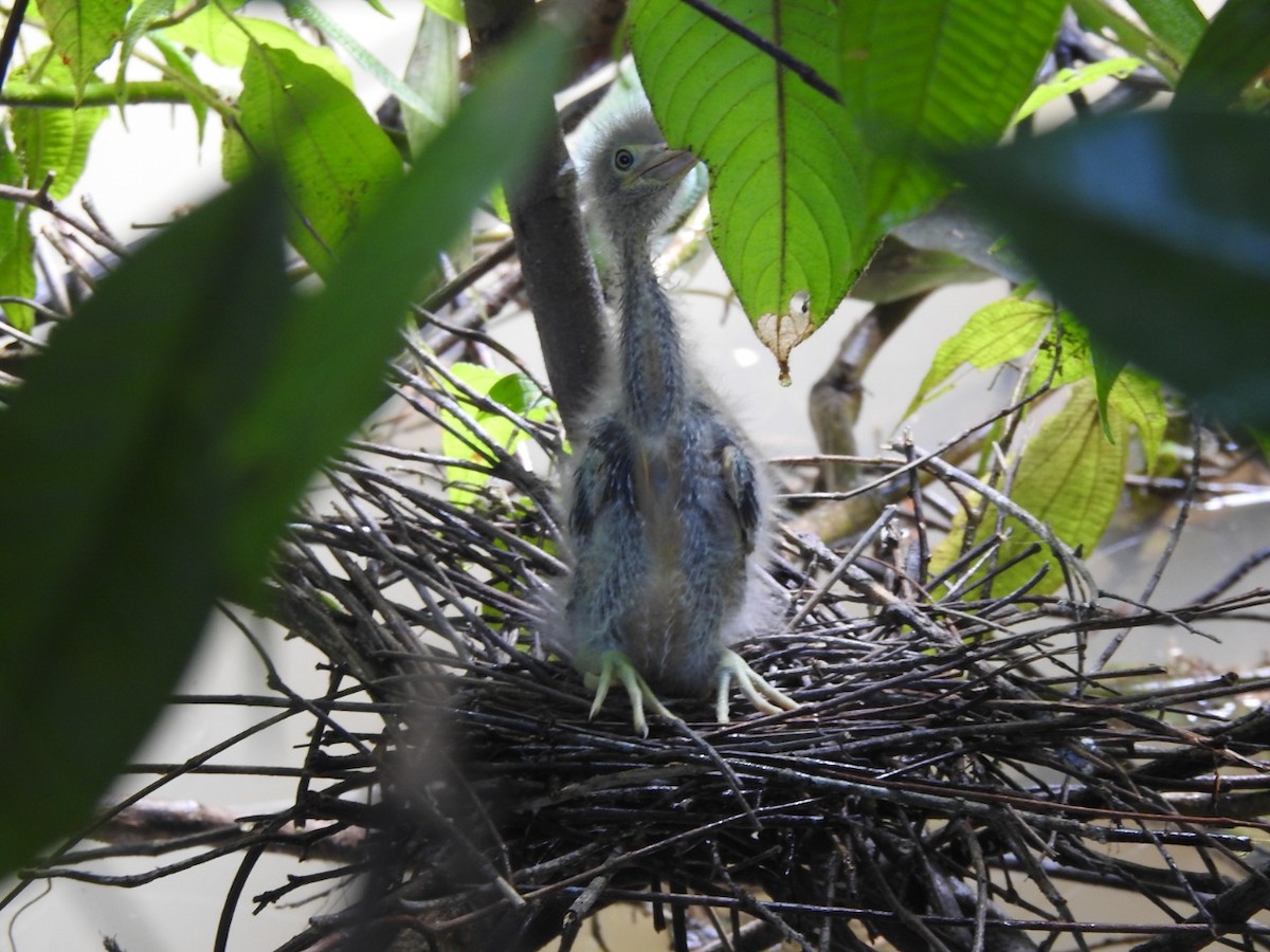 Striated Heron - GRUPO DE MONITOREO LOCAL  SEMILLAS PROTECTORAS DE LA BIODIVERSIDAD